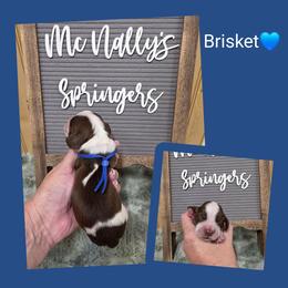 Brisket - Liver and white male English Springer Spaniel puppy in Freeland, Michigan from McNally's Springer Spaniels