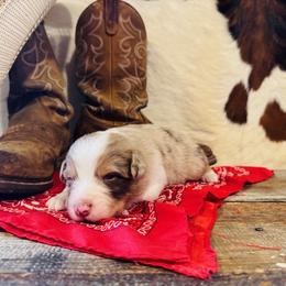 KOBA - Red merle male Australian Shepherd puppy in Durand, Wisconsin from Larson’s Legacy Aussome Aussie Kennels
