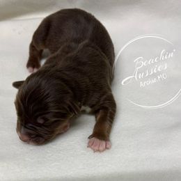 Red tri 4 - Red tri-color male Australian Shepherd puppy in Archie, Missouri from Beachin' Aussies