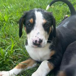 Pink Girl - Black, white and red female Greater Swiss Mountain Dog puppy in Lower Burrell, Pennsylvania from Polyanna’s GSMD