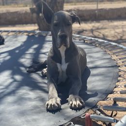 Legend - Great Dane