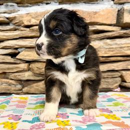 Atlas - Black tri-color male Australian Shepherd puppy in Red Springs, North Carolina from Julia Rose Ranch