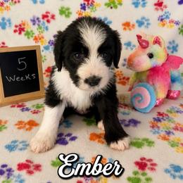 Ember - Black and white female Sheepadoodle puppy in Glen Rose, Texas from Clevenger’s Sheepadoodle Fur Baby Farm
