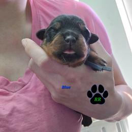 Blue - Black and mahogany male Rottweiler puppy in Tangent, Oregon from Raya's Royals