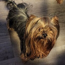 Rosie - Yorkshire Terrier