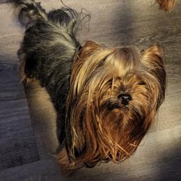 Rosie - Yorkshire Terrier