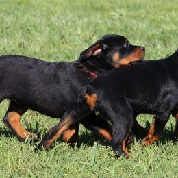 Rottweiler All Grown Up from Cross O Ranch Rottweilers