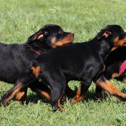 Rottweiler All Grown Up from Cross O Ranch Rottweilers