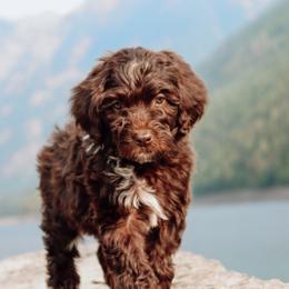 Aussiedoodle Puppies from Blue Mountain Aussiedoodles