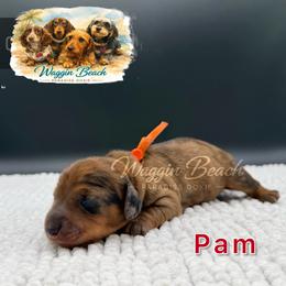 Pam - Dapple female Dachshund puppy in Sulphur Springs, Texas from Waggin Beach Paradise Doxies