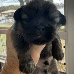 Stan - Black and tan male Pekingese puppy in Mabank, Texas from Peke Lovers of Texas