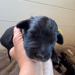 Prince - Black tri male Toy Australian Shepherd puppy in Columbia Falls, Montana from Firefly Aussies & Aussiedoodles