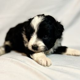 American Bulldog, Aussiedoodle, and Cavapoo Puppies from J&K Kennels