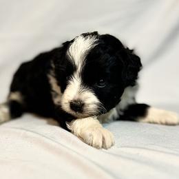 American Bulldog, Aussiedoodle, and Cavapoo Puppies from J&K Kennels
