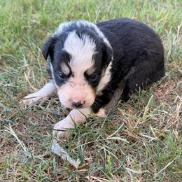 Stella - Tri-color female Border Collie puppy in Granbury, Texas from Rocking H Border Collies