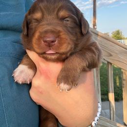 Ruby - Red tri female Miniature Australian Shepherd puppy in Friend, Nebraska from Mid-Plains Mini Aussies