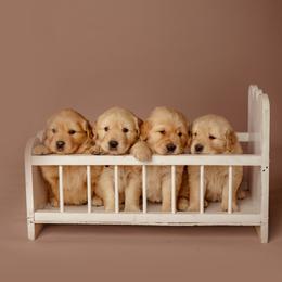 Golden Retriever Puppies from SmallTown Golden Retrievers