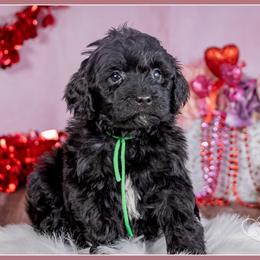 Geraldine - Black and white female Bernedoodle puppy in Connersville, Indiana from Deaz Doodle Ranch
