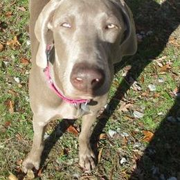 Weimaraners from Zana Schepis's Weimaraners