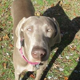 Weimaraners from Zana Schepis's Weimaraners