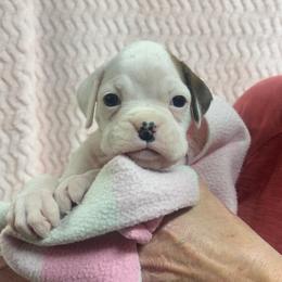 Luna - White female Boxer puppy in Elyria, Ohio from Just-A-Wyn Boxers
