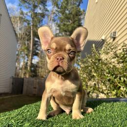 French Bulldog Puppies from Melvin Hodges