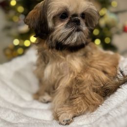 Macchiato smaller size - Red and tan female Shih Tzu puppy in Central, South Carolina from SarMel