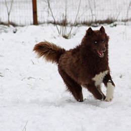 Siberian Husky All Grown Up from Joel's Husky Kennels