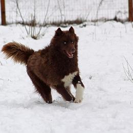 Siberian Husky All Grown Up from Joel's Husky Kennels