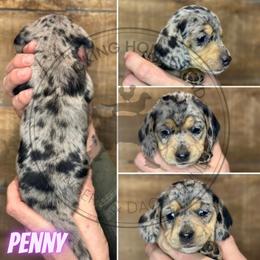 Penny - Dapple female Dachshund puppy in Fond Du Lac, Wisconsin from Clucking Homestead Springers & Dachshunds