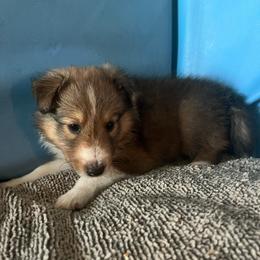 Snickers - Sable and white male Shetland Sheepdog puppy in Kerville, Texas from Cedar Hill Kennels