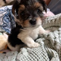 Otis - Black tan and white male Biewer Terrier puppy in Fruitport, Michigan from Nest of Wellbeing’s Biewers