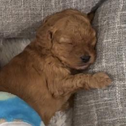 Poodle Puppies from Ashley Vu