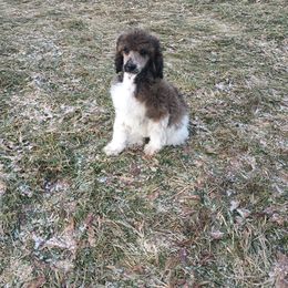 Marilyn - Sable Poodle puppy in Belgrade, Maine from Mere Point Poodles