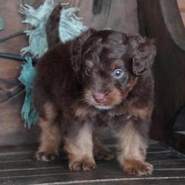 Boy 2 - Red tri-color male Aussiedoodle puppy in Lawton, Oklahoma from Lindsey’s Aussies