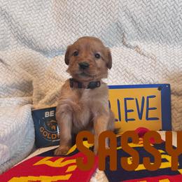 Sassy - Golden female Golden Retriever puppy in Salt Lake City, Utah from Soaring golden retrievers