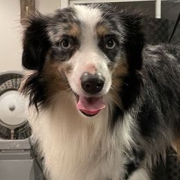 Meeko - Australian Shepherd