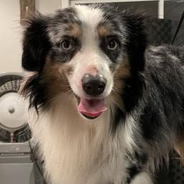 Meeko - Australian Shepherd