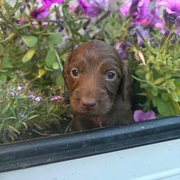 Tex - Chocolate male Dachshund puppy in Cottage Grove, Oregon from Freckled Roots Farm Dachshunds
