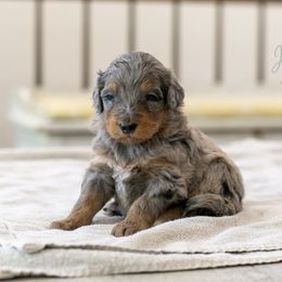 Baby Ruth - Blue merle female Bernedoodle puppy in Eureka, Illinois from Joley Aire Family Dogs