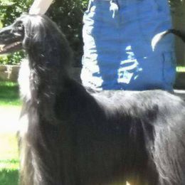 Afghan Hounds and Tibetan Terriers from Jen Trinque's Afghan Hounds and Tibetan Terriers
