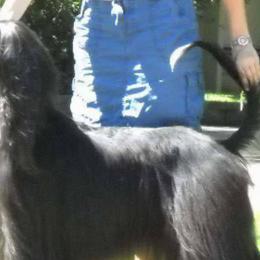 Afghan Hounds and Tibetan Terriers from Jen Trinque's Afghan Hounds and Tibetan Terriers