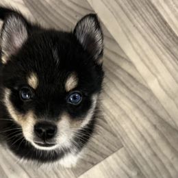 Pomsky Puppies from Lunar Pomskies