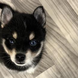 Pomsky Puppies from Lunar Pomskies