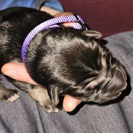 Purple - Black and silver male German Shepherd puppy in Lebanon, Pennsylvania from East Coast k9's