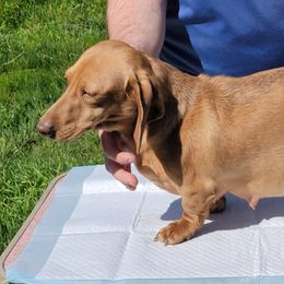 Cocoa - Dachshund