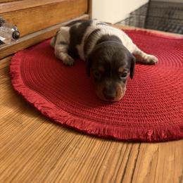 Eleanor - Piebald female Dachshund puppy in Olathe, Colorado from Rocking LJ Breeding