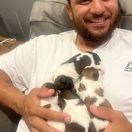 Shih Tzu Puppies from Hernandez Family Shih Tzus