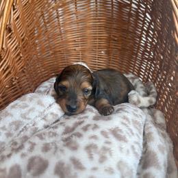 Sheryl - Dapple female Dachshund puppy in Ecru, Mississippi from Toddy Kennels