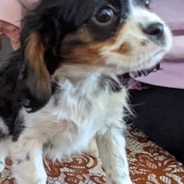 Cavalier King Charles Spaniels and Chinese Cresteds from Witches Hil
